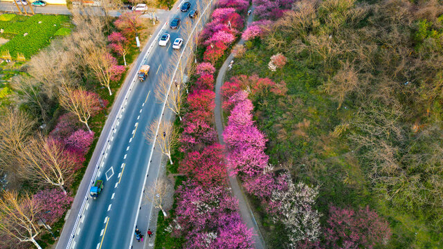 梅花路