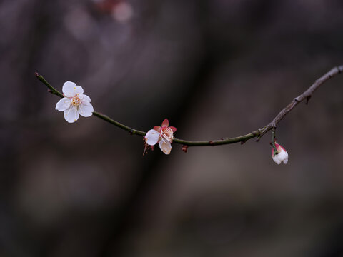 梅花