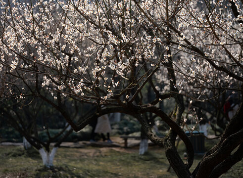 梅花