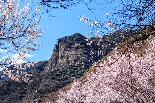 林芝桃花沟