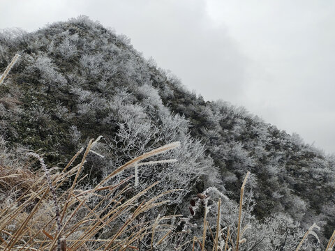 雪淞