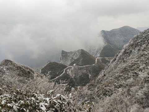 高山蟾蜍