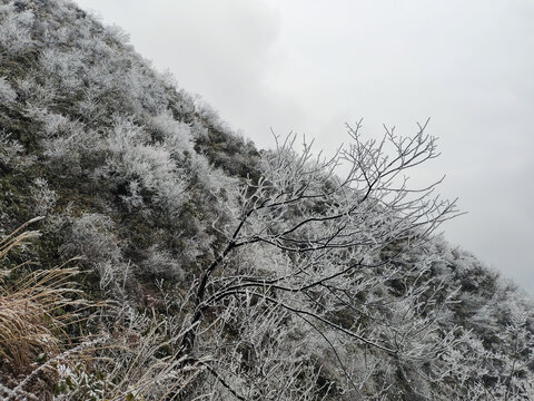 雪淞