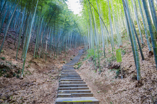 竹林小路