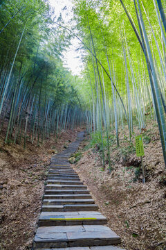 竹林小路