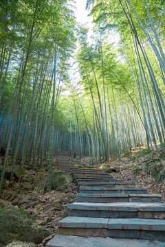 竹林小路