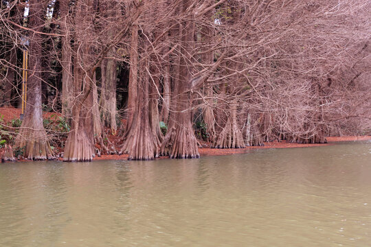湖边冬季落羽杉
