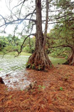 湖边落羽杉树