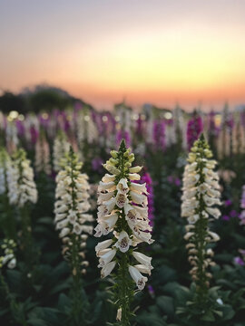 毛地黄花春色夕阳闰