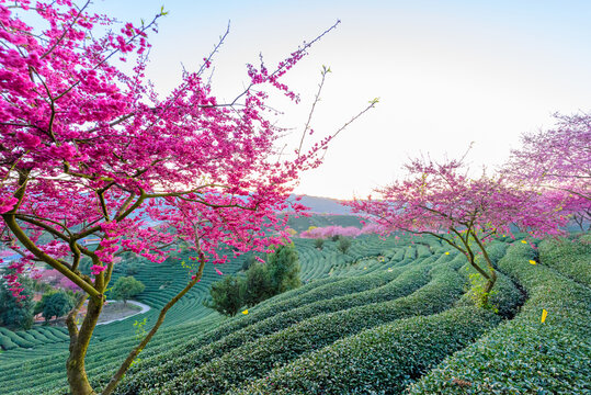 台品樱花茶园