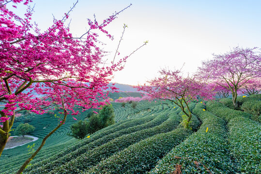 台品樱花茶园