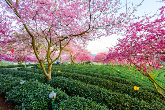 台品樱花茶园