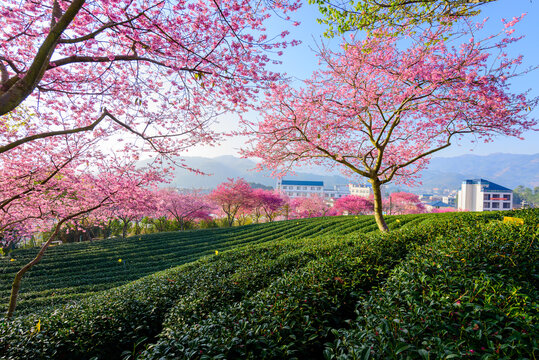 台品樱花茶园