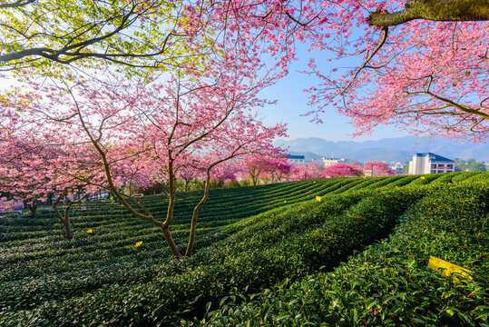 台品樱花茶园