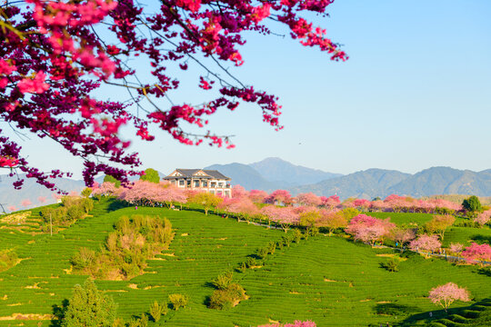 台品樱花茶园