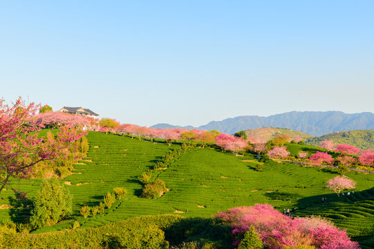 台品樱花茶园