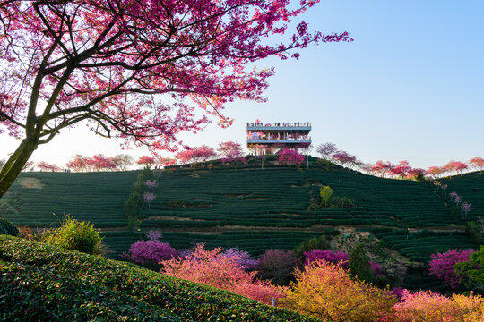 台品樱花茶园