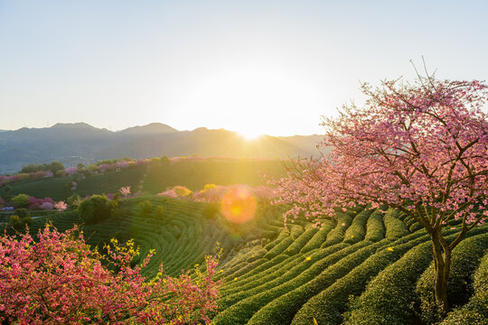 台品樱花茶园