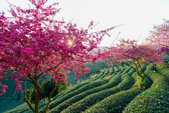 台品樱花茶园