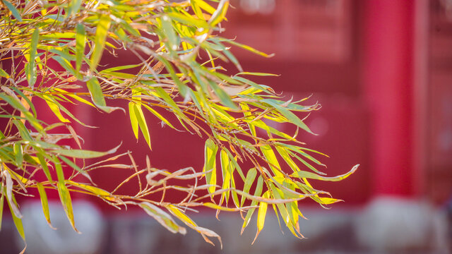 绍兴龙华寺