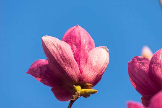 应春花