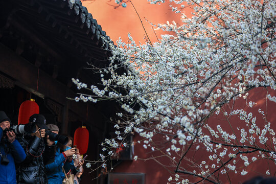 杭州钱王祠梅花红墙白梅