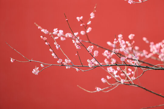 杭州德寿宫梅花红墙梅花