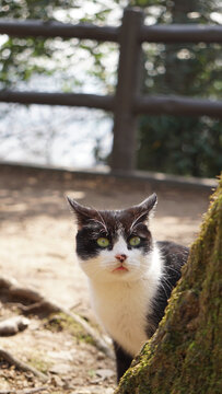 山中小野猫