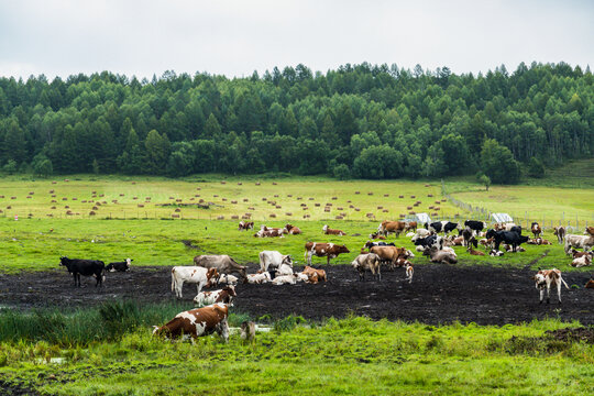 草地森林牧场牛群