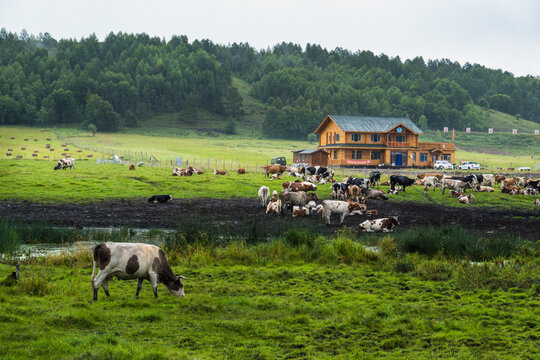 山村森林牛群牧场