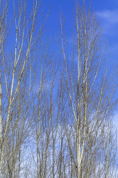 冬日蓝天下的树木