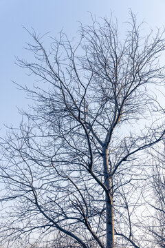 冬天的白杨树