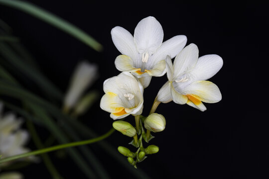 黑背景白花香雪兰