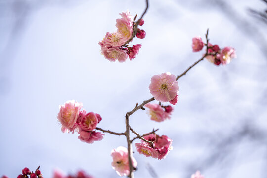 红梅花