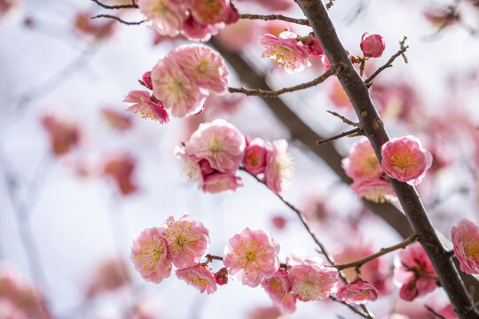 红梅花