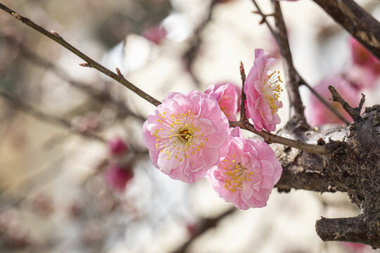 红梅花