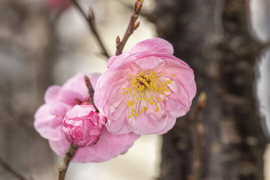 红梅花