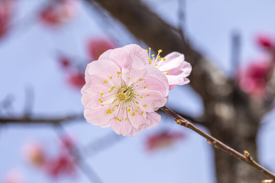 红梅花开