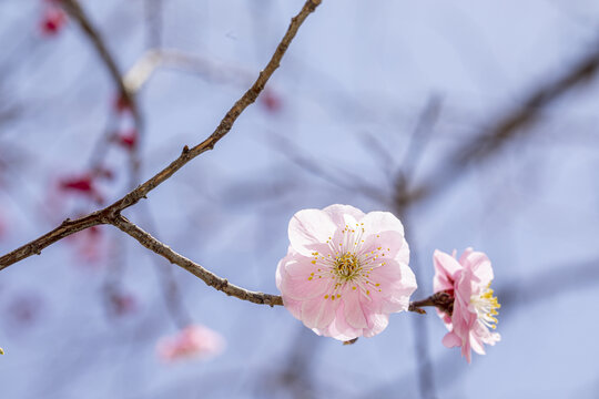 红梅花