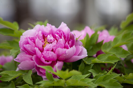 牡丹花特写