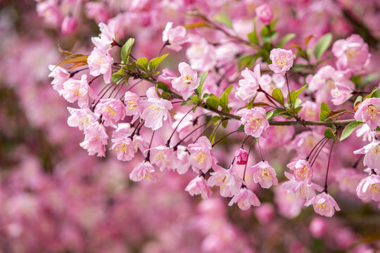 垂丝海棠花