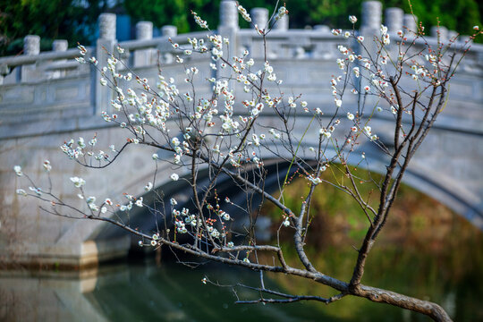 江苏省南京市梅花山春天