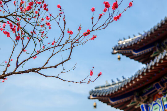 江苏省南京市梅花山春天