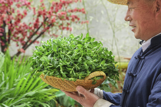 现摘薄荷叶