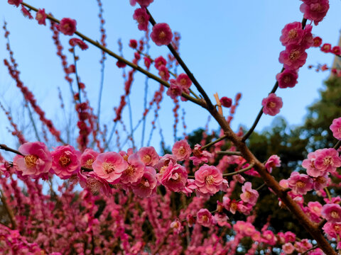 梅花开了