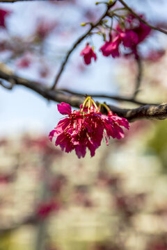 春日阳光一树盛开的福建山樱花