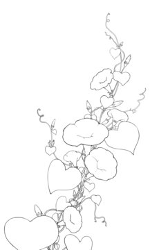 牽牛花線稿