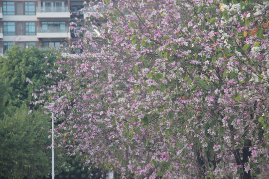 广东东莞宫粉紫荆