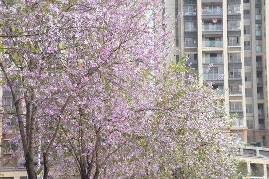 广东东莞宫粉紫荆