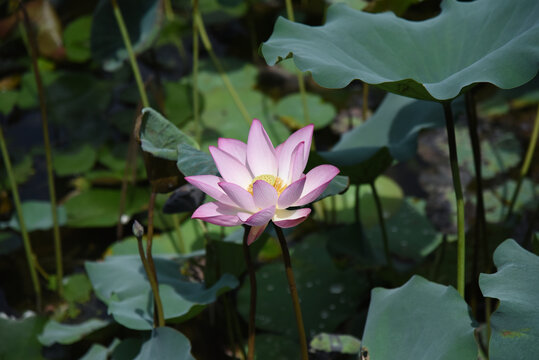 广东东莞荷花